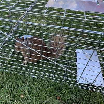 Como funciona uma armadilha de animais vivos?